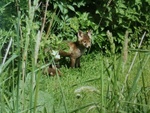 fox_cubs.jpg